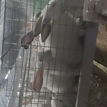 肉兔4.5~5.5斤/只