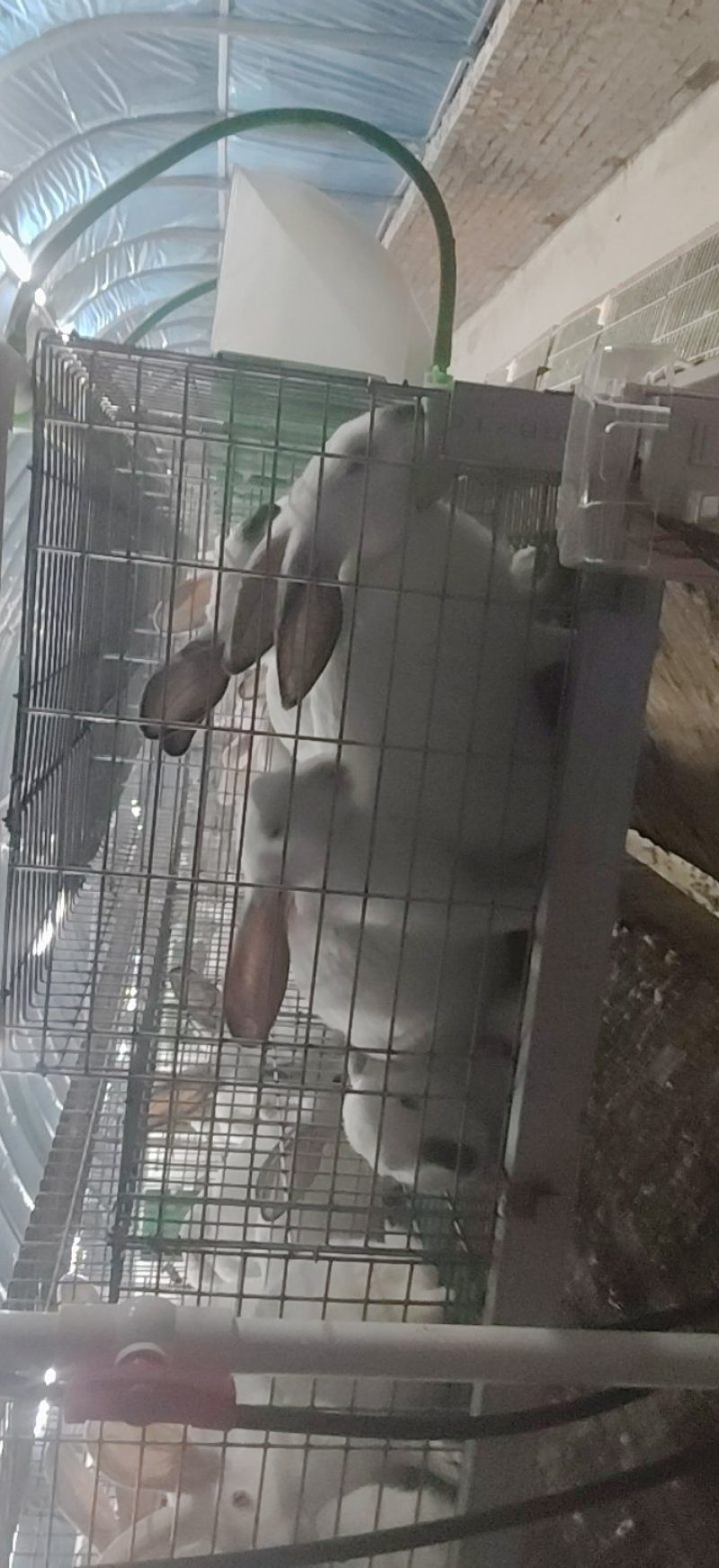 肉兔4.5~5.5斤/只