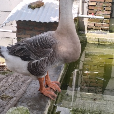 狮头鹅种鹅