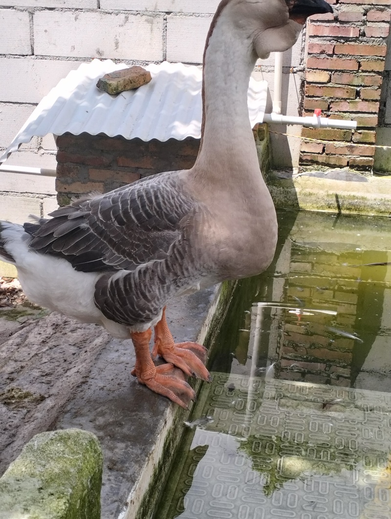 狮头鹅种鹅