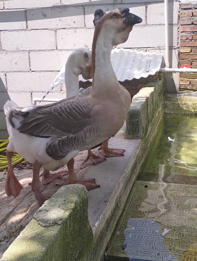 狮头鹅种鹅