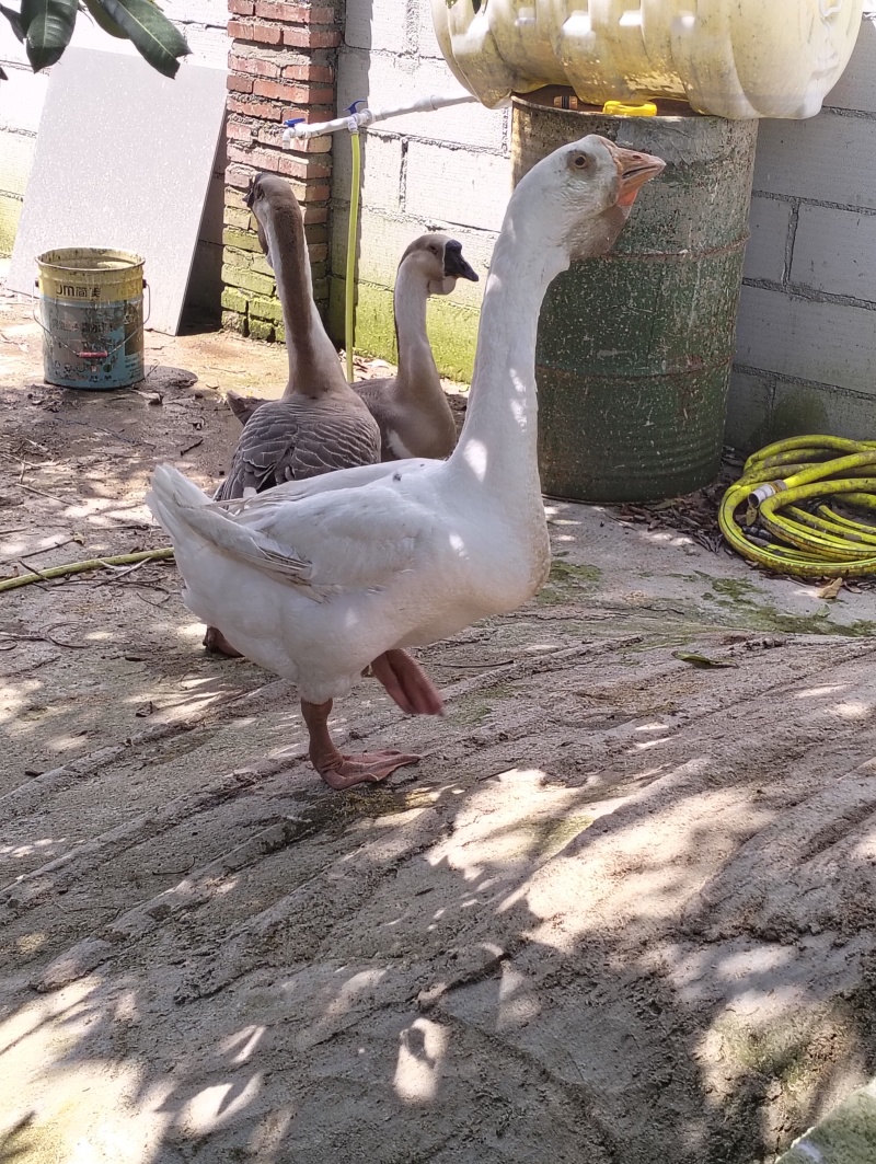 狮头鹅种鹅