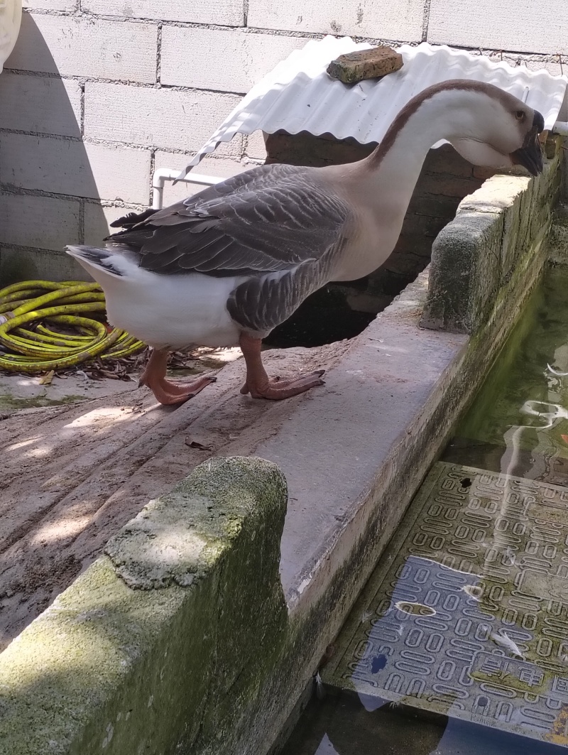 狮头鹅种鹅