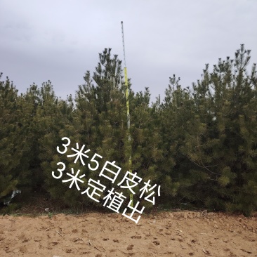 白皮松3米高冠2米一级树型;4米高2米冠定植;3.5-4
