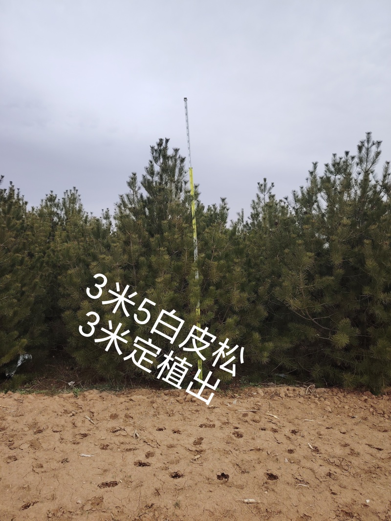 白皮松3米高冠2米一级树型;4米高2米冠定植;3.5-4