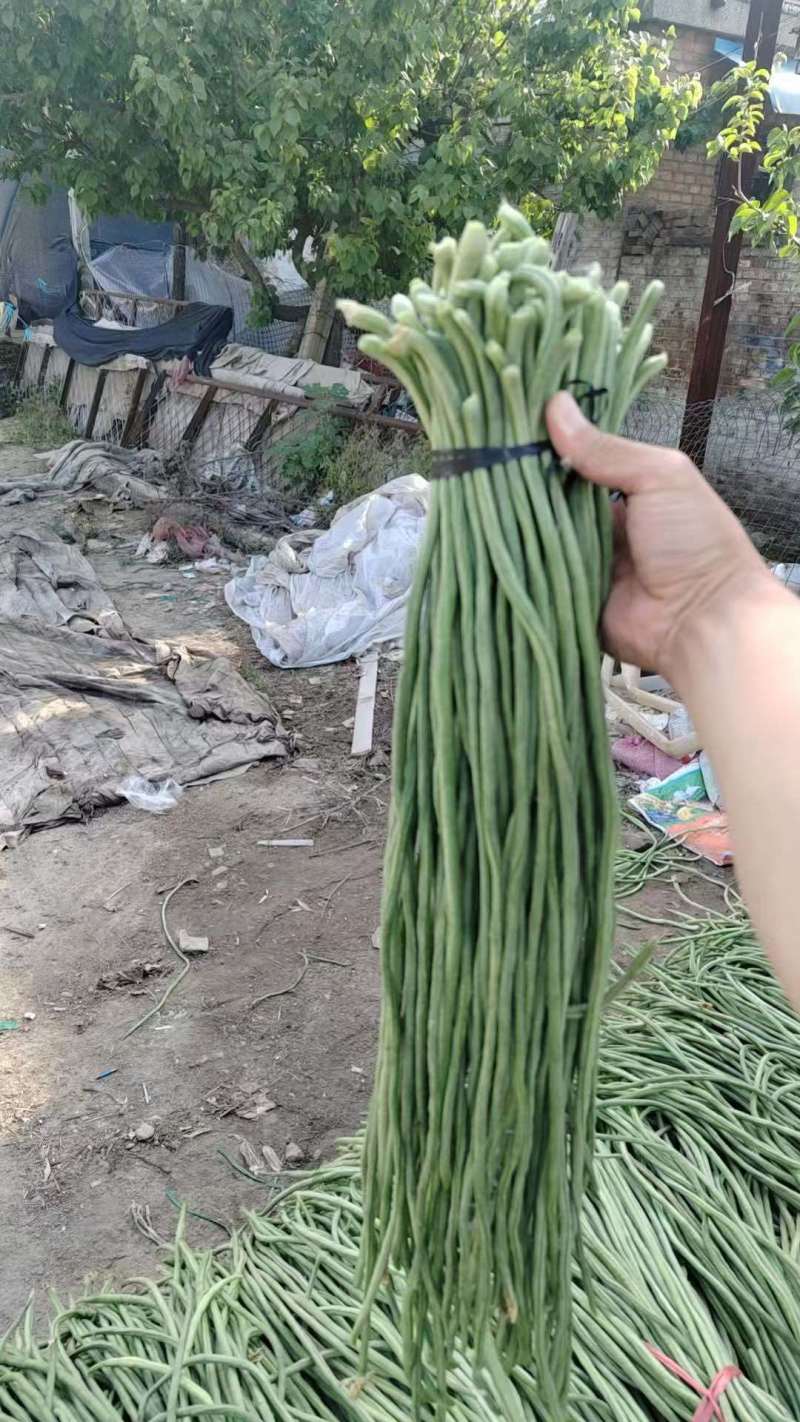 山东单县豆角细条