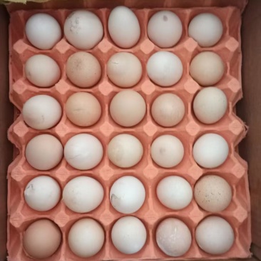 鸡蛋次品粉壳鸡蛋，360枚/箱，34-36斤/箱