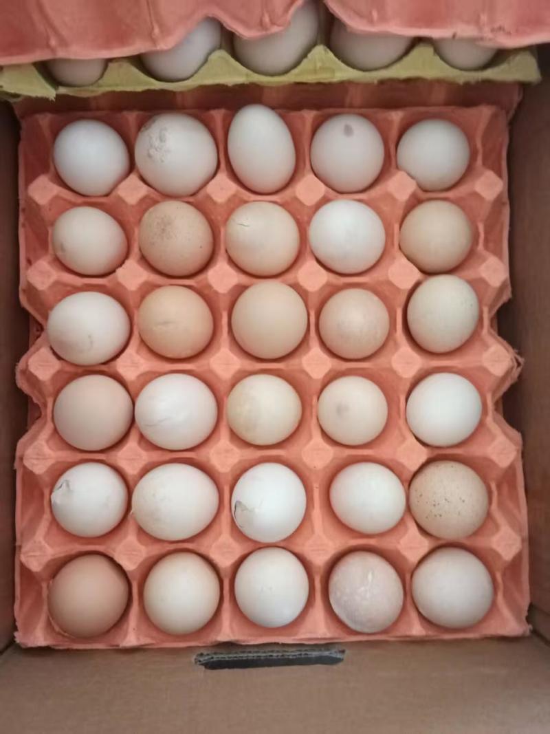 鸡蛋次品粉壳鸡蛋，360枚/箱，34-36斤/箱