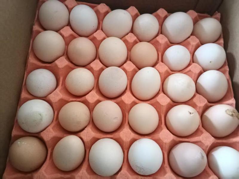 鸡蛋次品粉壳鸡蛋，360枚/箱，34-36斤/箱
