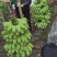 苹果蕉好货