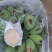 苹果蕉好货