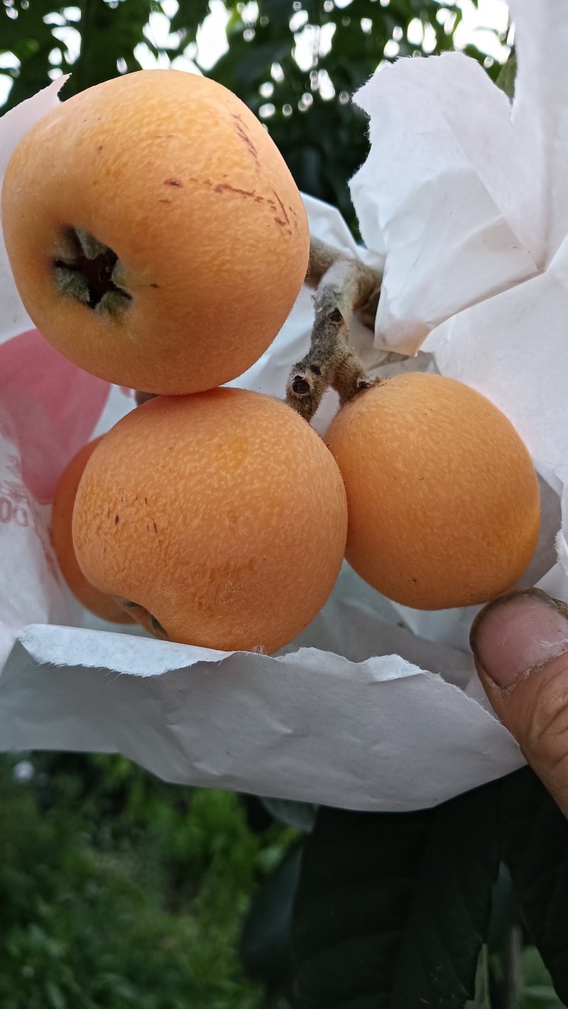 枇杷四两起（单果约40g+）