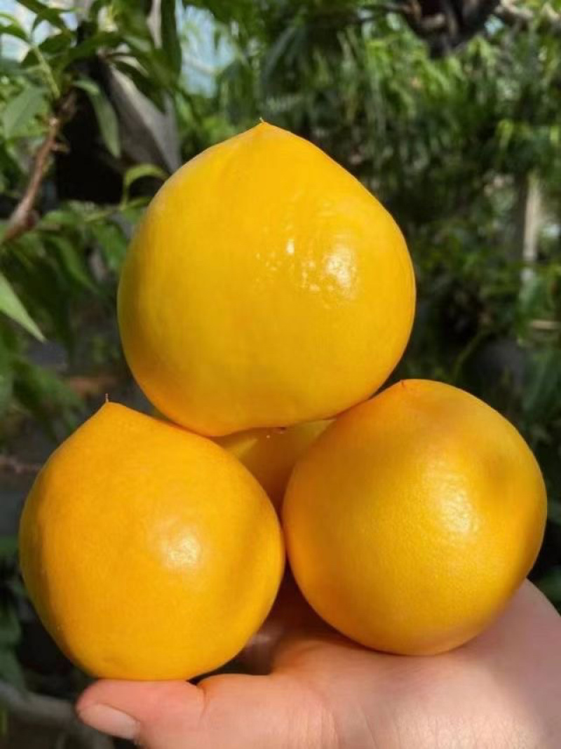 桃1J/3J规格，3两以上，品种齐全：油桃、毛桃、突围桃