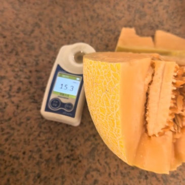 哈密瓜八六王哈密瓜，整车发货