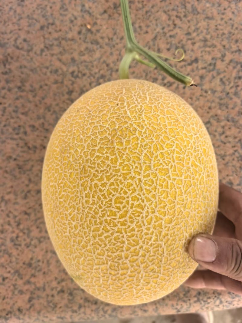 哈密瓜八六王哈密瓜，整车发货