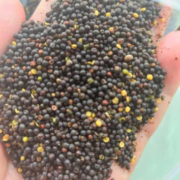 油菜籽含油42-43，水分7-8