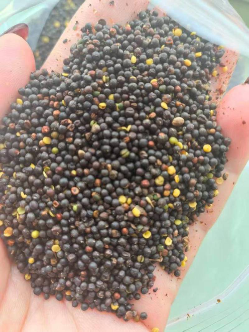 油菜籽含油42-43，水分7-8
