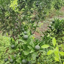 茶枝柑20-35毫米