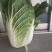 白菜毛菜