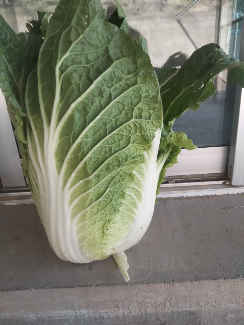 白菜毛菜
