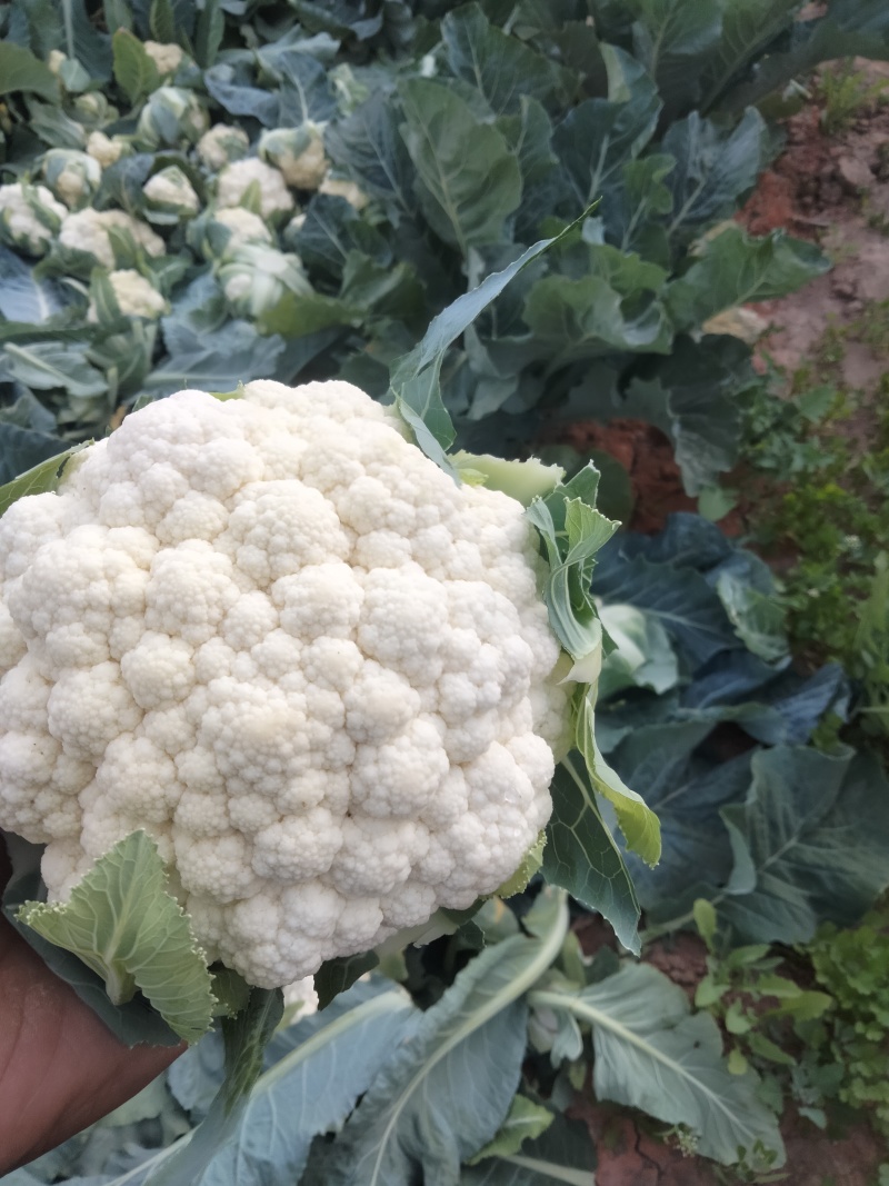 菜花统货