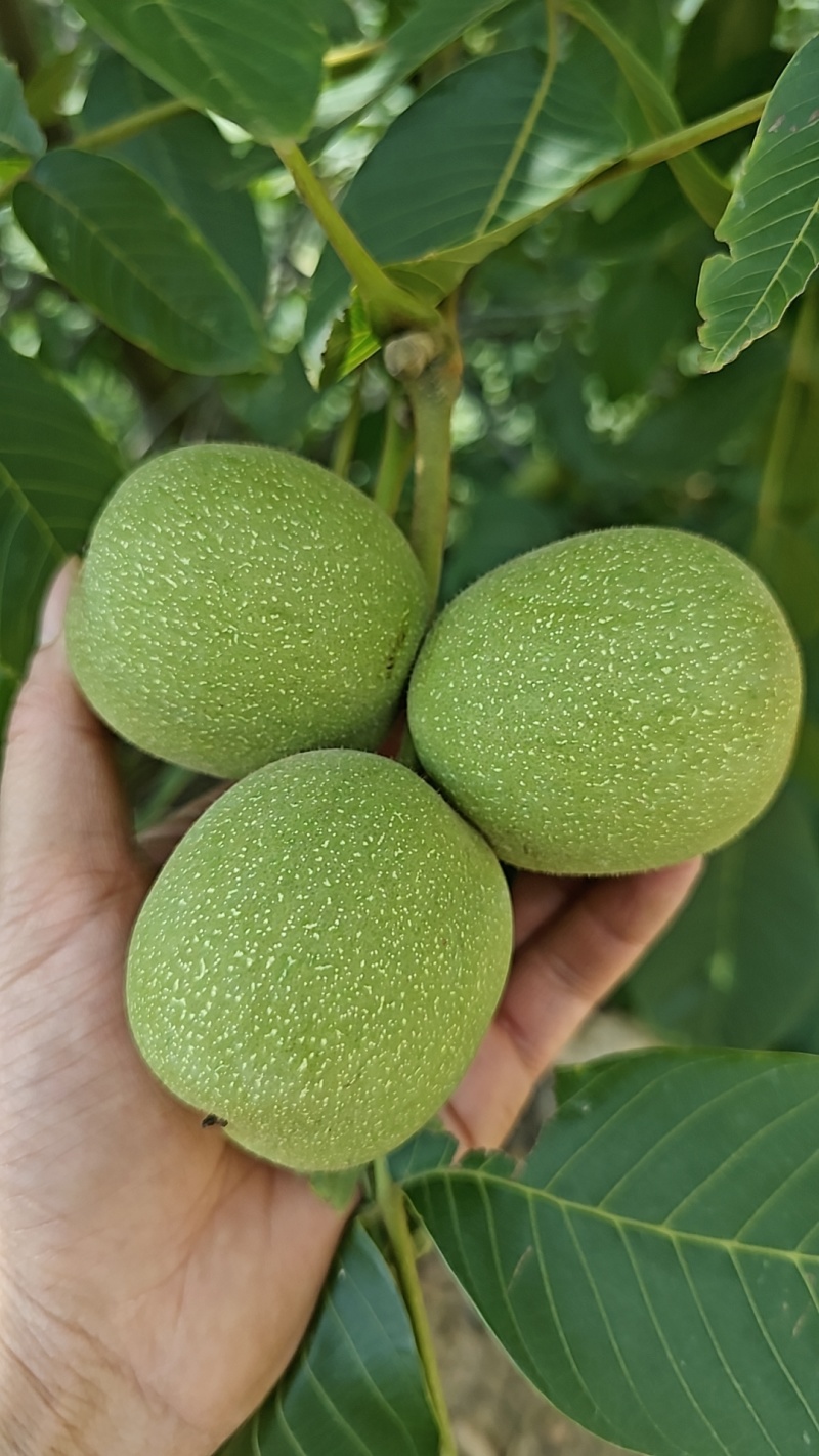 青皮核桃手采果，选货