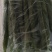 鲜花丝瓜带花40厘米
