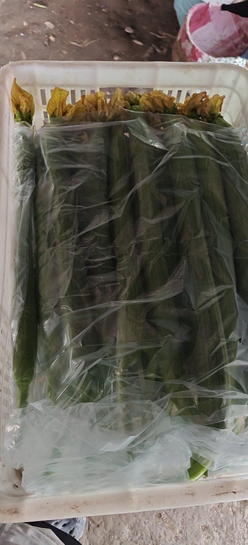 鲜花丝瓜带花40厘米