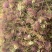 合欢花通货/合欢花绒