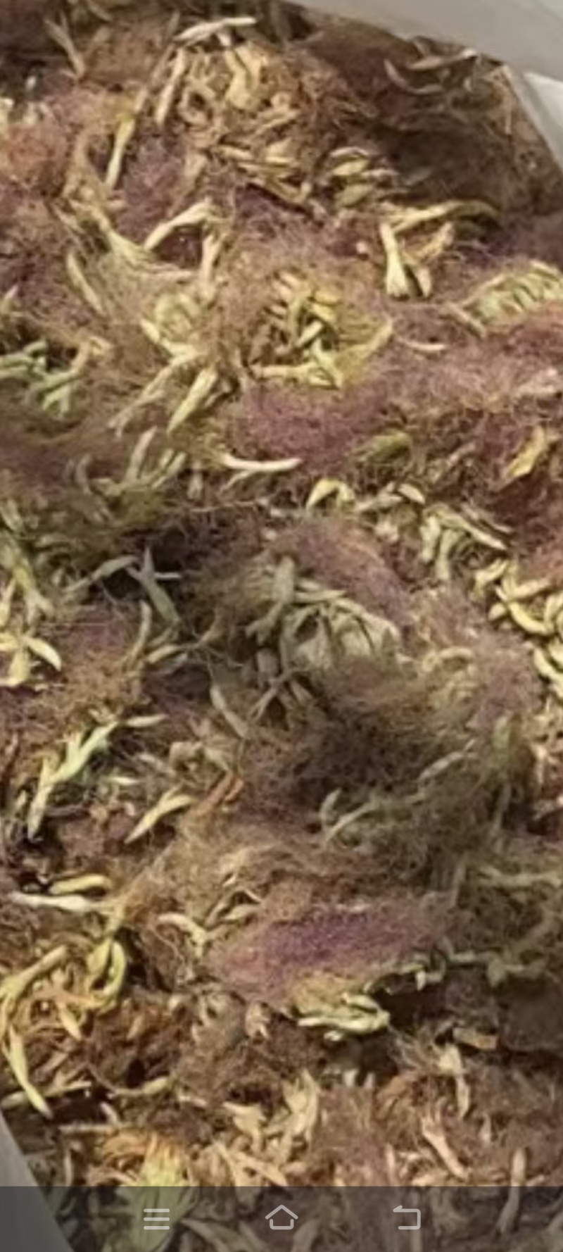 合欢花通货/合欢花绒
