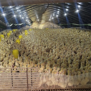 鹅苗脱温鹅苗，15-20天，有饲料提供和技术指导，可回收