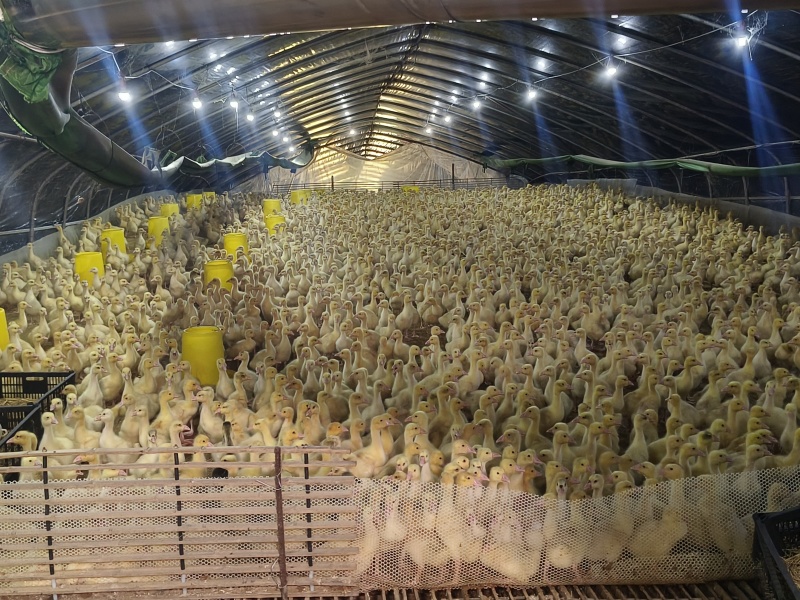 鹅苗脱温鹅苗，15-20天，有饲料提供和技术指导，可回收