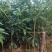 八角树苗一年多罗马品种苗7块/株，两年多罗马品种苗8块/