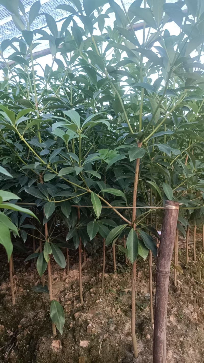 八角树苗一年多罗马品种苗7块/株，两年多罗马品种苗8块/