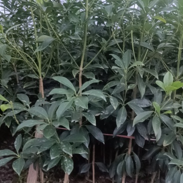 八角树苗一年多罗马品种苗7块/株，两年多罗马品种苗8块/