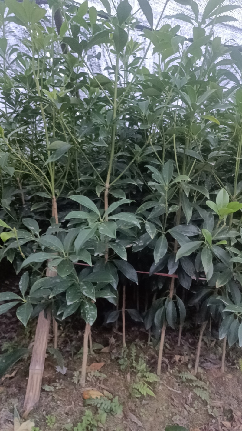 八角树苗一年多罗马品种苗7块/株，两年多罗马品种苗8块/