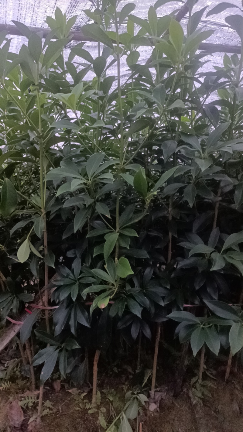 八角树苗一年多罗马品种苗7块/株，两年多罗马品种苗8块/