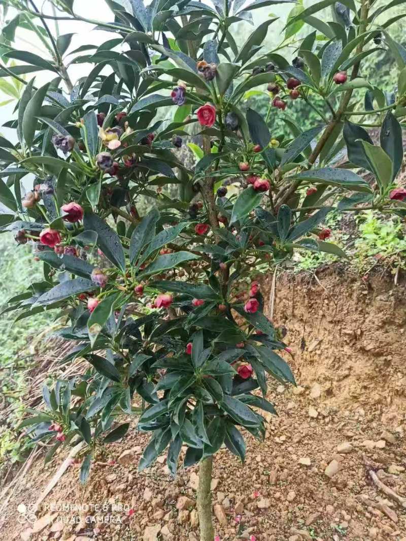 八角树苗一年多罗马品种苗7块/株，两年多罗马品种苗8块/