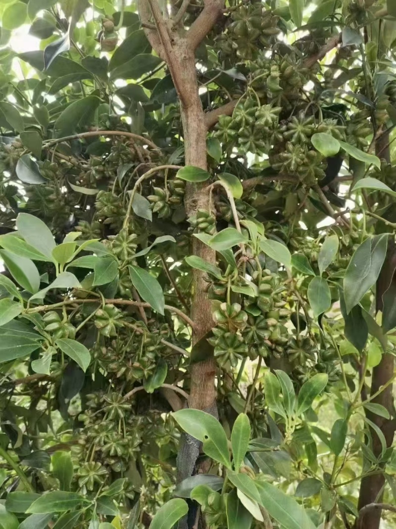 八角树苗一年多罗马品种苗7块/株，两年多罗马品种苗8块/