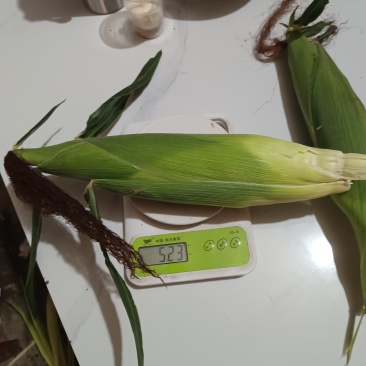 白糯玉米大的白糯500克左右，小的320克左右，轻微有虫