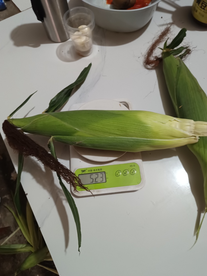 白糯玉米大的白糯500克左右，小的320克左右，轻微有虫