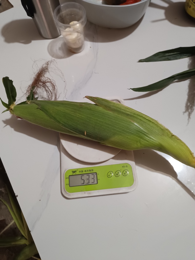 白糯玉米大的白糯500克左右，小的320克左右，轻微有虫