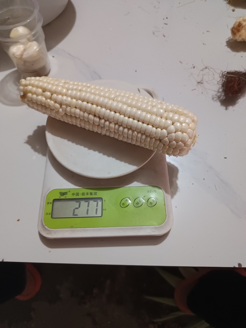 白糯玉米大的白糯500克左右，小的320克左右，轻微有虫