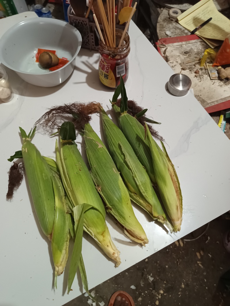 白糯玉米大的白糯500克左右，小的320克左右，轻微有虫