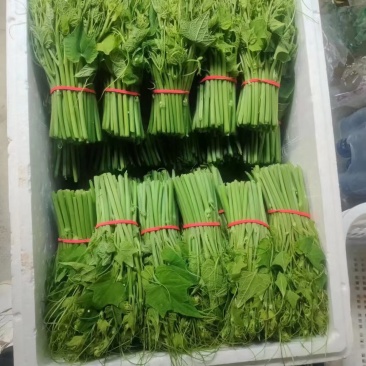 佛手瓜苗长度25公分