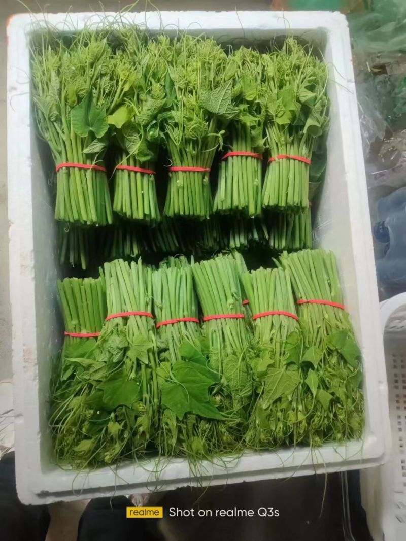 佛手瓜苗长度25公分