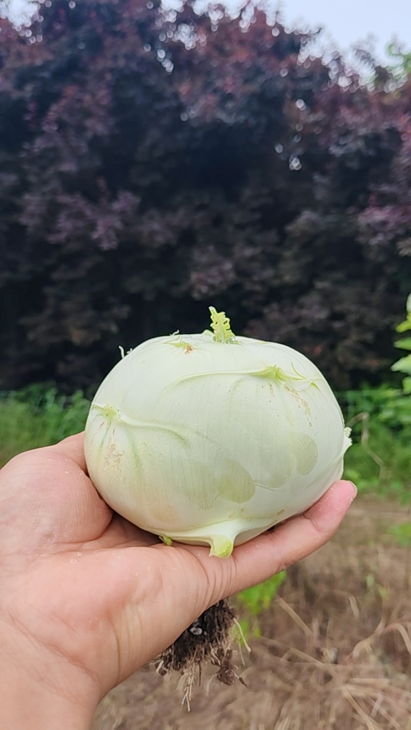 苤蓝通货
