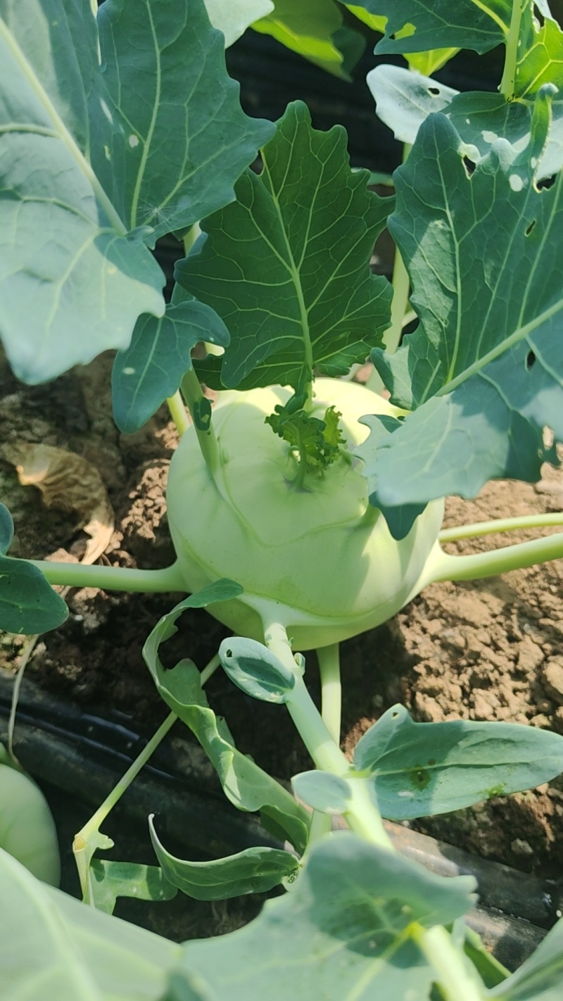 苤蓝通货