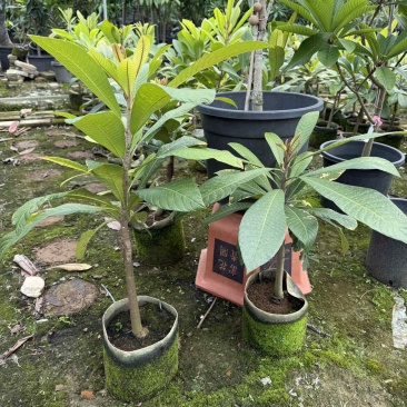 马嘉纳妈咪果树苗2年苗,2分多杆,60-75分高