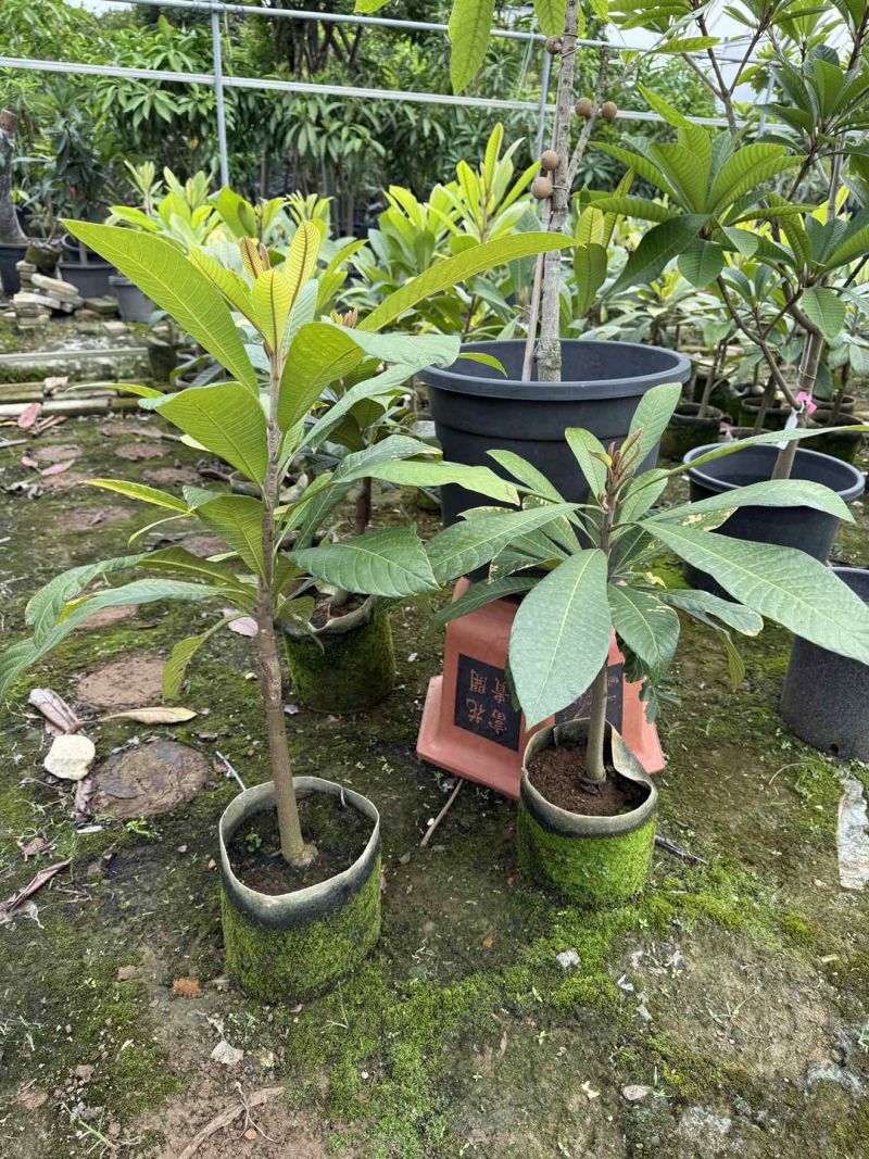 马嘉纳妈咪果树苗2年苗,2分多杆,60-75分高